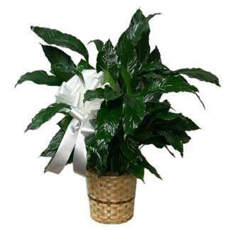 Peace Lily Plant